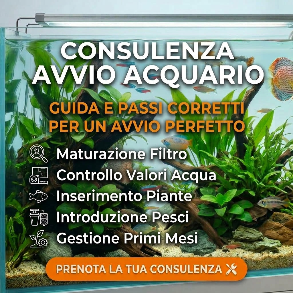 Avvia il Tuo Acquario Senza Errori: Consulenza Professionale per Iniziare Senza Errori - 30 Minuti -