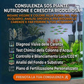 Piante Che Non Crescono o Ingialliscono? Risolvi Lo Squilibrio: Consulenza Professionale - 30 Minuti -